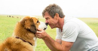 photo for A Dog's Purpose